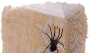 Увидеть паука утром, днем, вечером или ночью: к чему эта примета К чему ползают пауки в доме