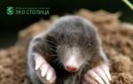 Life of a mole in nature.  Types of moles.  Do nature and people need them?