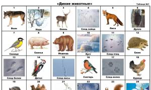 Lesson summary for senior preschool children “Wild animals of our forests”