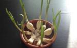Secrets of growing large garlic in the country When and how to plant winter garlic