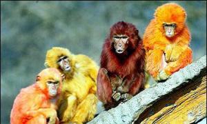 Jahr des Affen: Merkmale von Männern Männer, geboren 1968