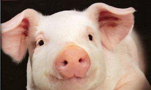 O que significa um porco com leitões em um sonho e por que isso é um bom sinal?