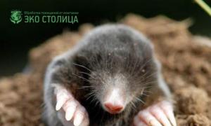 Life of a mole in nature.  Types of moles.  Do nature and people need them?