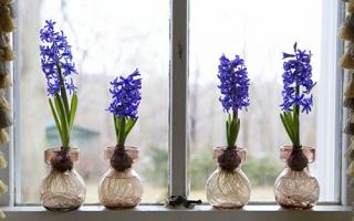 Hyacinths - penanaman dan perawatan di lapangan terbuka, rekomendasi perawatan rumah bunga Hyacinth