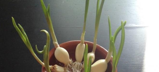 Rahasia menanam bawang putih besar di negara Kapan dan bagaimana menanam bawang putih musim dingin