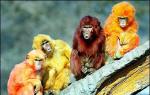 Viti i majmunit: karakteristikat e burrave Burrat e lindur në 1968