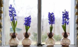 Hyazinthen - Pflanzen und Pflege im Freiland, Empfehlungen zur häuslichen Pflege von Hyazinthenblüten