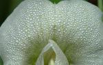 Flor asimétrica, zigomorfa y actinomorfa: breves características.